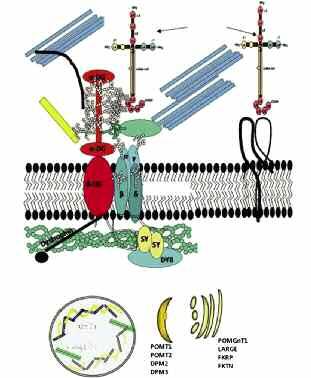 Citoplasma Sarcolemma Lamina basale Matrice extracellulare Nucleo Perlecano Agrina lamina nesprina Biglicano Sarcoglicani Figura.