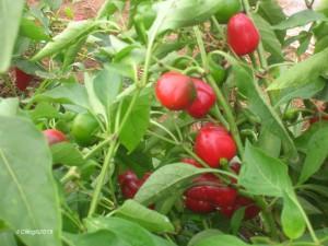 peperoni I peperoni fanno parte della famiglia delle SOLANACEE, le piante del sole e dell estate, insieme a pomodori, melanzane e patate.