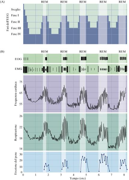 fasi del sonno frequenza cardiaca e respiratoria sonno REM aumentano Ø frequenza cardiaca Ø Ø pressione sanguigna attività metabolica Ø movimenti