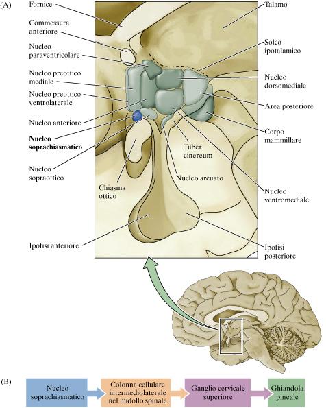 ritmo circadiano sonno-veglia recettori luce non bastoncelli e coni recettori nello strato delle cellule