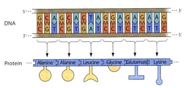 Catena/Residuo, laterale La sequenza di basi del DNA determina la sequenza di amminoacidi delle proteine.