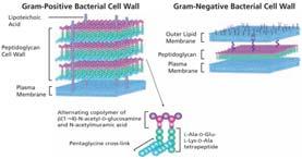 micoplasmi); è situate all esterno della membrana plasmatica. Può essere robusta, flessibile e talvolta rigida.