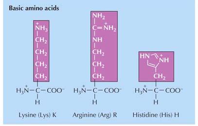 Amminoacidi polari carichi basici (al ph tipico dei liquido biologici, ~ 7)
