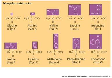 AA non polari (Idrofobici) [2] Catene laterali con proprietà particolari Biologia della Cellula Animale 2016 54 CISTEINA: Sebbene la catena laterale abbia un carattere polare non carico, ha la