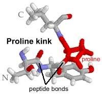 php/collagen_ Structure_%26_Function Da ricordare studiando la struttura secondaria delle proteine: Non esiste un donatore di H nei legami peptidici in cui la prolina è coinvolta, che quindi non