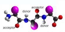 Formazione del legame peptidico [2] I legami peptidici si formano fra il gruppo NH 2 di un amminoacido e il gruppo COOH di un altro, con la formazione e perdita di una molecola di acqua.