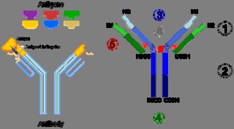 FUNZIONI BIOLOGICHE DELLE PROTEINE [5] Protezione immunologica.