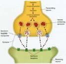 la rodopsina é il fotorecettore delle cellule dei bastoncelli della retina.