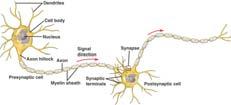 trasmissione degli impulsi nervosi nelle sinapsi. Le sinapsi sono giunzioni tra le cellule nervose.