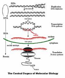 Dogma Centrale della Biologia (parere classico) (Francis Crick, 1958) In biologia molecolare il flusso dell informazione genetica è monodirezionale L informazione scorrerebbe dal DNA al RNA e dal RNA