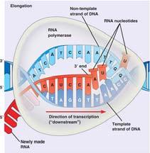 Durante questo passo, il mrna subisce diversi tipi di passi di maturazione, incluso uno detto di splicing in cui le sequenze non codificanti vengono eliminate.