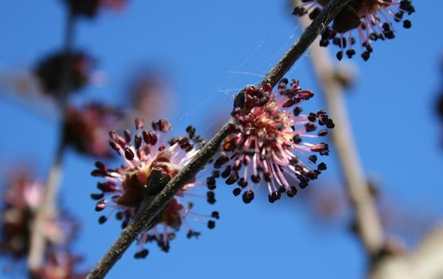 UNIONE DI FLORITERAPIA CORSO TRIENNALE DI FORMAZIONE E RICERCA IN FLORITERAPIA TERZO ANNO 2017-18 Costo: 1 380,00 più IVA e la quota associativa di 20,00 per il 3 anno per ulteriori informazioni: 338