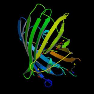 Utilizzo dei fluorofori per la localizzazione di proteine in vivo Perché la GFP?