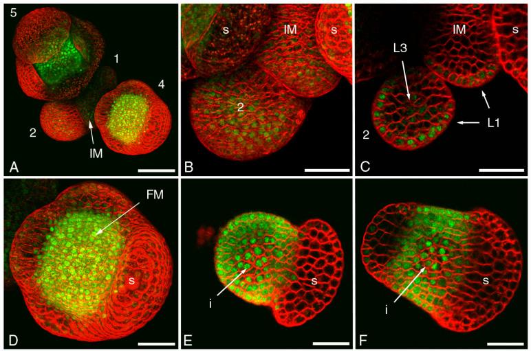 Utilizzo dei fluorofori per la localizzazione di proteine in vivo Confocal microscopic analysis of SEP3:GFP localisation in inflorescence meristem and early flower bud stages.