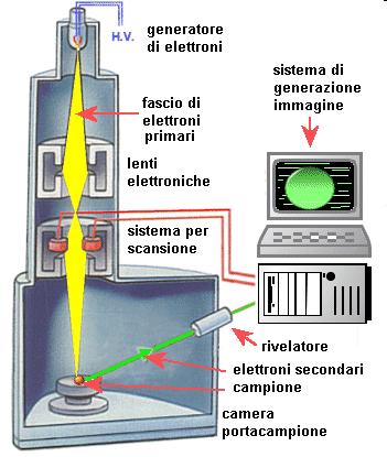 Generatore di elettroni, dove viene creato il fascio di elettroni il fascio viene focalizzato da un sistema di lenti e deflesso per scandire una area del campione nella camera da vuoto il fascio