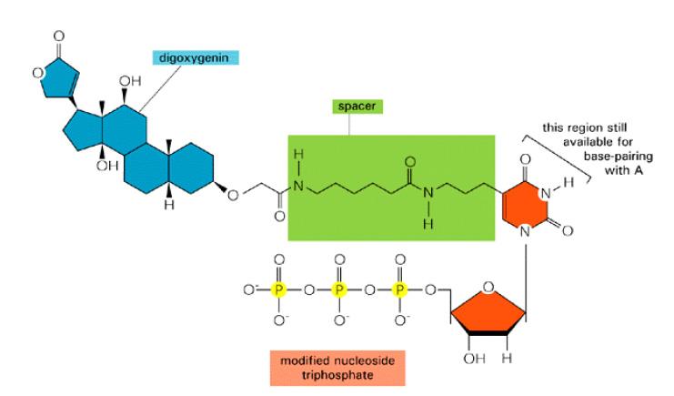 Metodi di marcatura degli acidi nucleici MARCATURA CON DIGOSSIGENINA Si basa sull incorporazione nella catena di DNA, in fase di sintesi, di deossiuridina trifosfato il quale, mediante