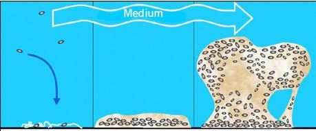 aggregazione cellulare Proteine di membrana (curli, ecc ) esterna, parete cellulare, LPS.