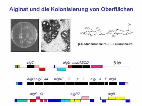 β-d-mannuronico-α-l-glucuronico Luce Epifluorescenza Geni espressi differenzialmente in