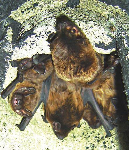 una bat-box nella Riserva Naturale