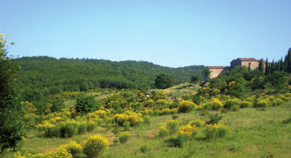 Praterie e arbusteti nella Riserva Naturale di Cornate e Fosini. gni come ad esempio il Cinipide del castagno (Dryocosmus kuriphylus) recentemente comparso nel nostro paese.