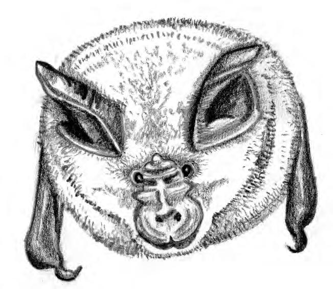 LE SPECIE IN PROVINCIA DI SIENA Ordine CHIROPTERA Blumenbach, 1779 Per la tassonomia delle specie è stato preso come riferimento Lanza (2012).