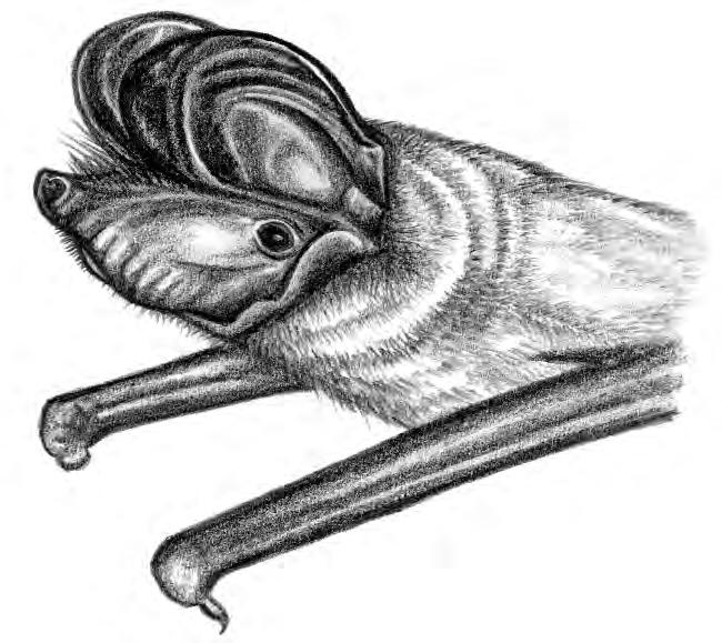 il Vespertilio dasicneme (Myotis dasycneme), considerato accidentale (segnalato a Trento nel 1881). La specie Hypsugo cfr.