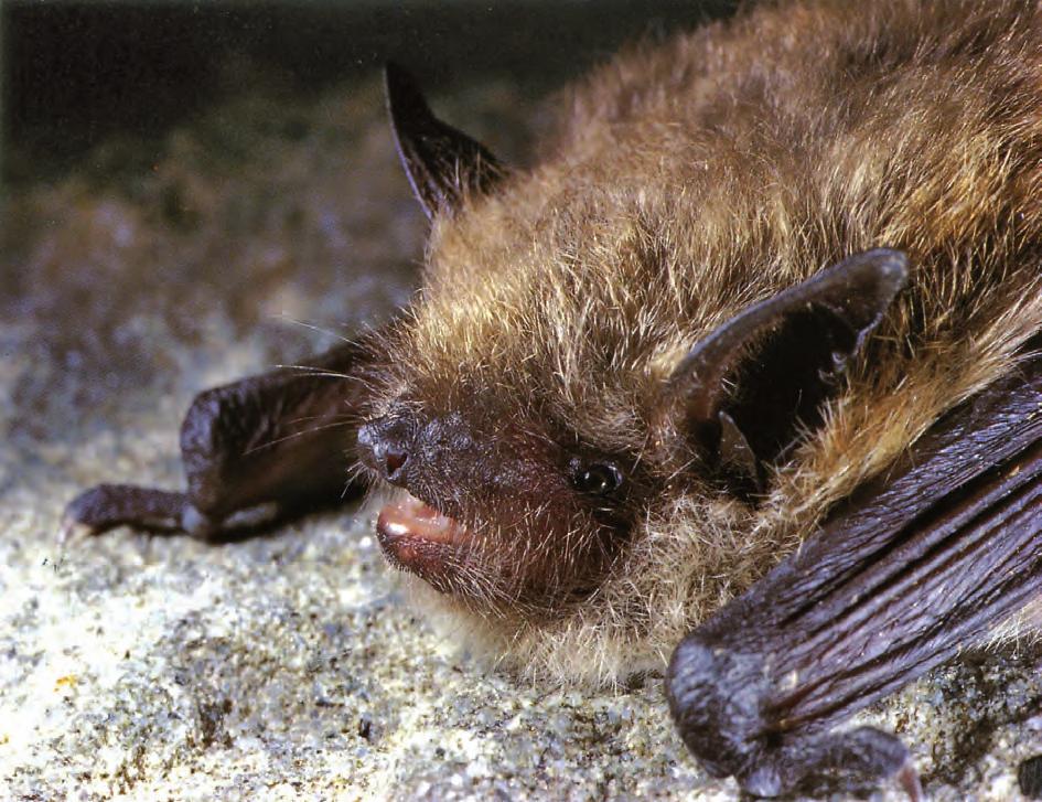 Particolare della testa di Myotis