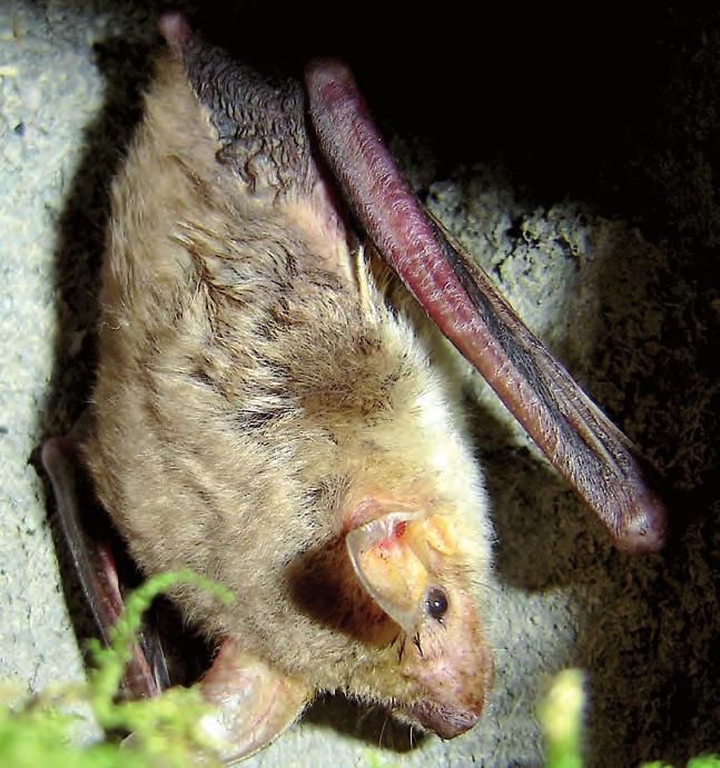 Myotis myotis in una bat-box nella Riserva Naturale Pigelleto. a circa due mesi. La massima longevità nota è di 37 anni e 10 mesi, per un maschio marcato in Boemia.