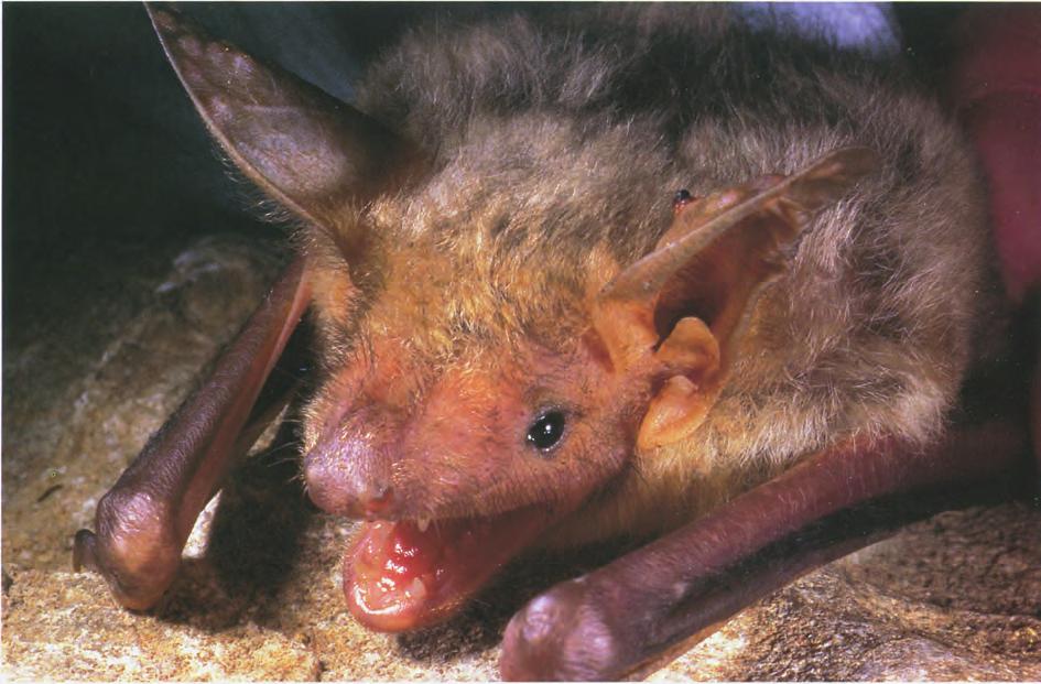 Muso di Myotis blythii.