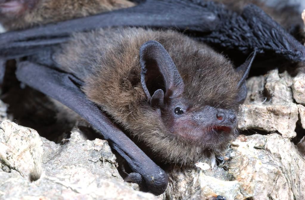 Pipistrellus pygmaeus.