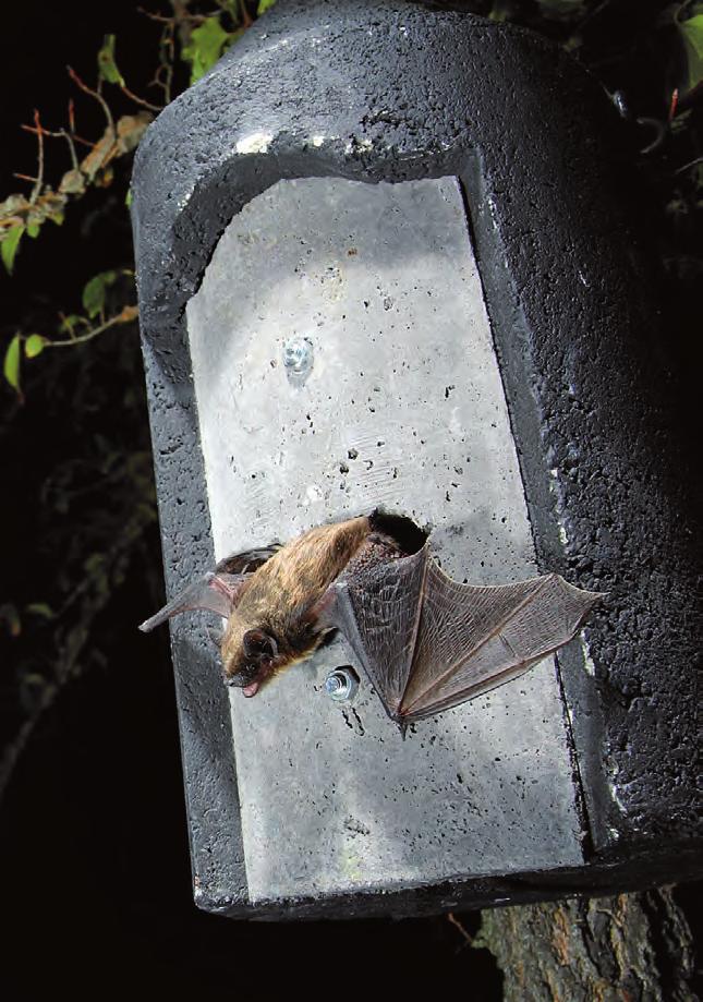 Un Pipistrello di Savi in uscita da una bat-box. parchi eolici.