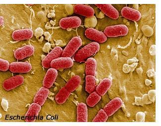 I microrganismi più frequentemente responsabili di malattie a trasmissione alimentare sono Batteri Campylobacter (responsabile di campilobatteriosi), Salmonella (responsabile di salmonellosi),