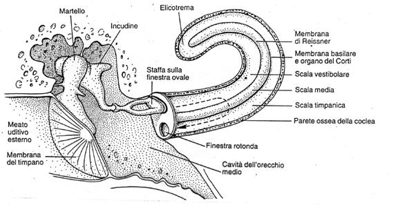 Dal suono alla trasduzione meccano- elettrica => Onda sonora fa vibrare il timpano => Vibrazione trasmessa alla finestra ovaledalla catena di ossicini => Onda sonora si propaga nella perilinfa dalla