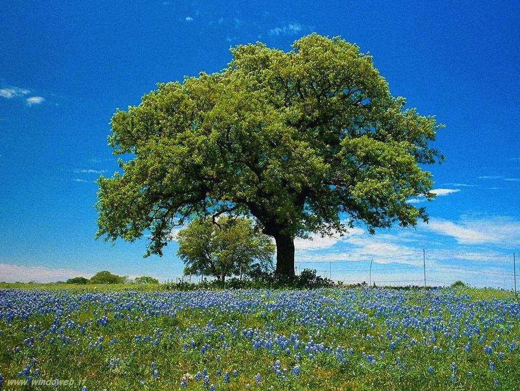 radici perché l albero