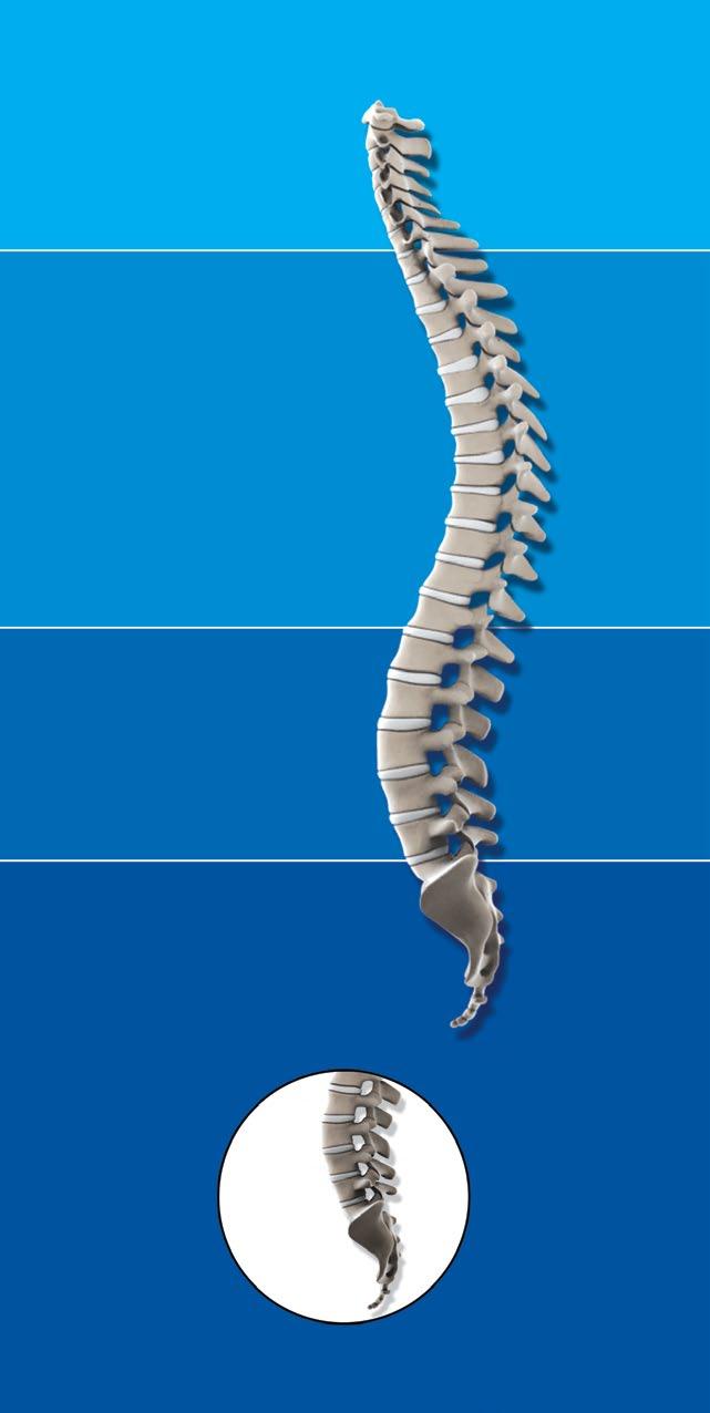 La colonna vertebrale lombare Cos'è la colonna vertebrale lombare?