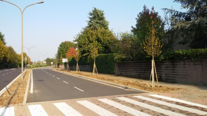 L'ultimo albero a destra del vialetto, un Olmo campestre (Ulmus minor) e i due Pini strobi (Pinus strobus), dovrebbero essere censiti anche nel percorso di via