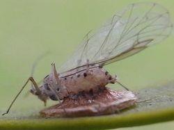 Controllo naturale degli afidi con l