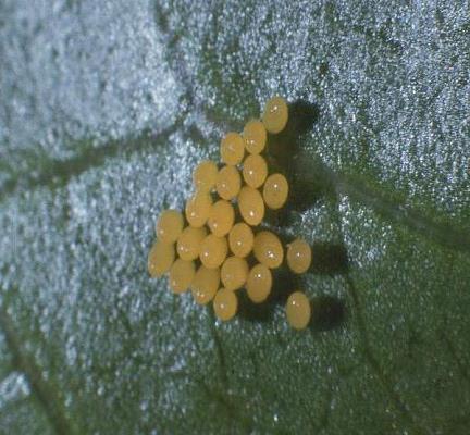 La coccinella Adalia bipunctata Stadi larvali - la coccinella a 2