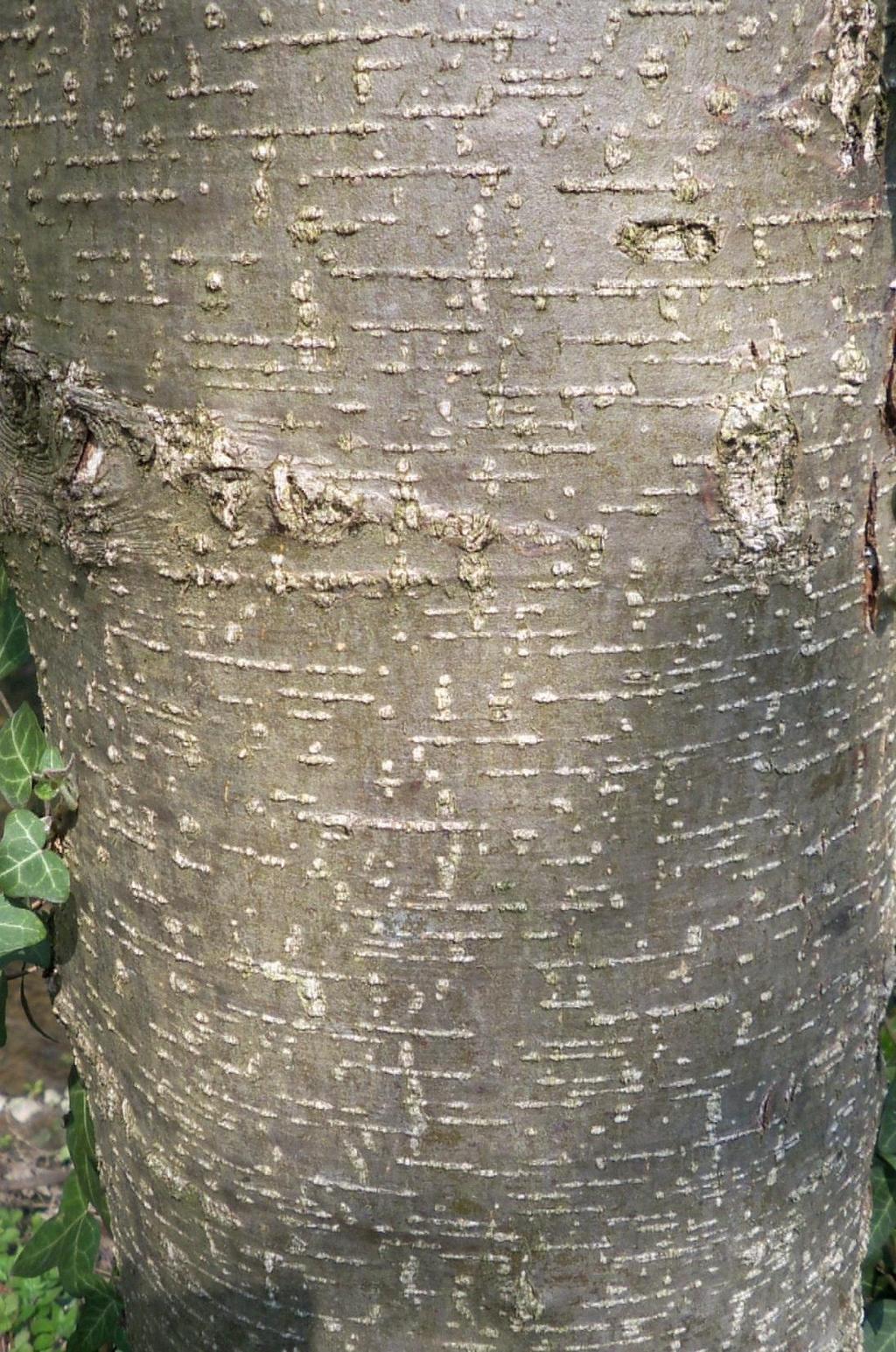 Ontano nero (Alnus glutinosa): osservare