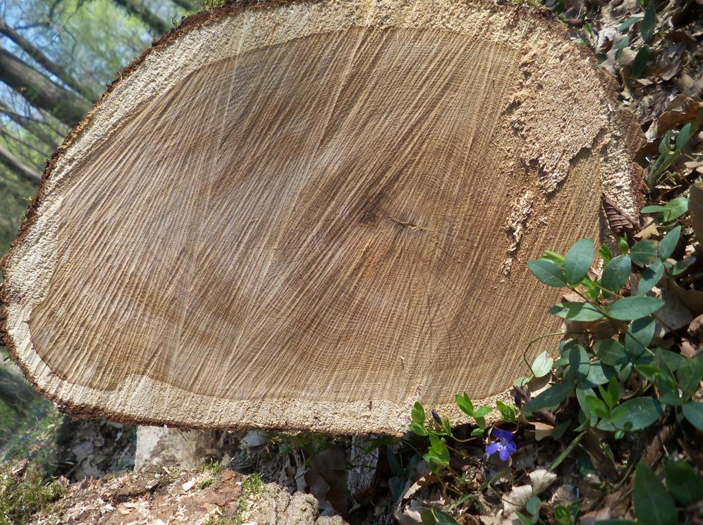 Quercus robur. Pianta tagliata quando era morta.