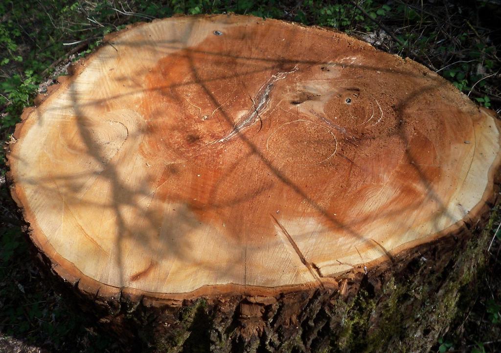 Populus nigra. Pianta tagliata quando era sicuramente compromessa. La parte scura tratteggiata non è il durame: nel pioppo esso ha lo stesso colore dell alburno.