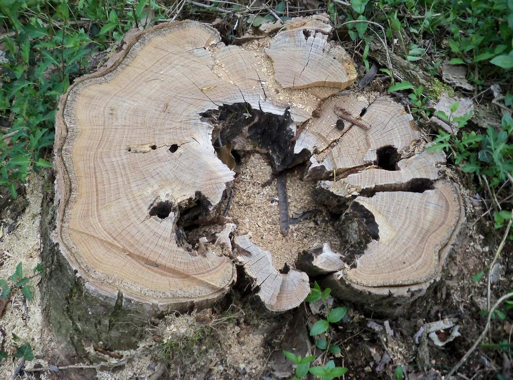 La pianta di robinia accanto alla precedente, con sintomi simili, è