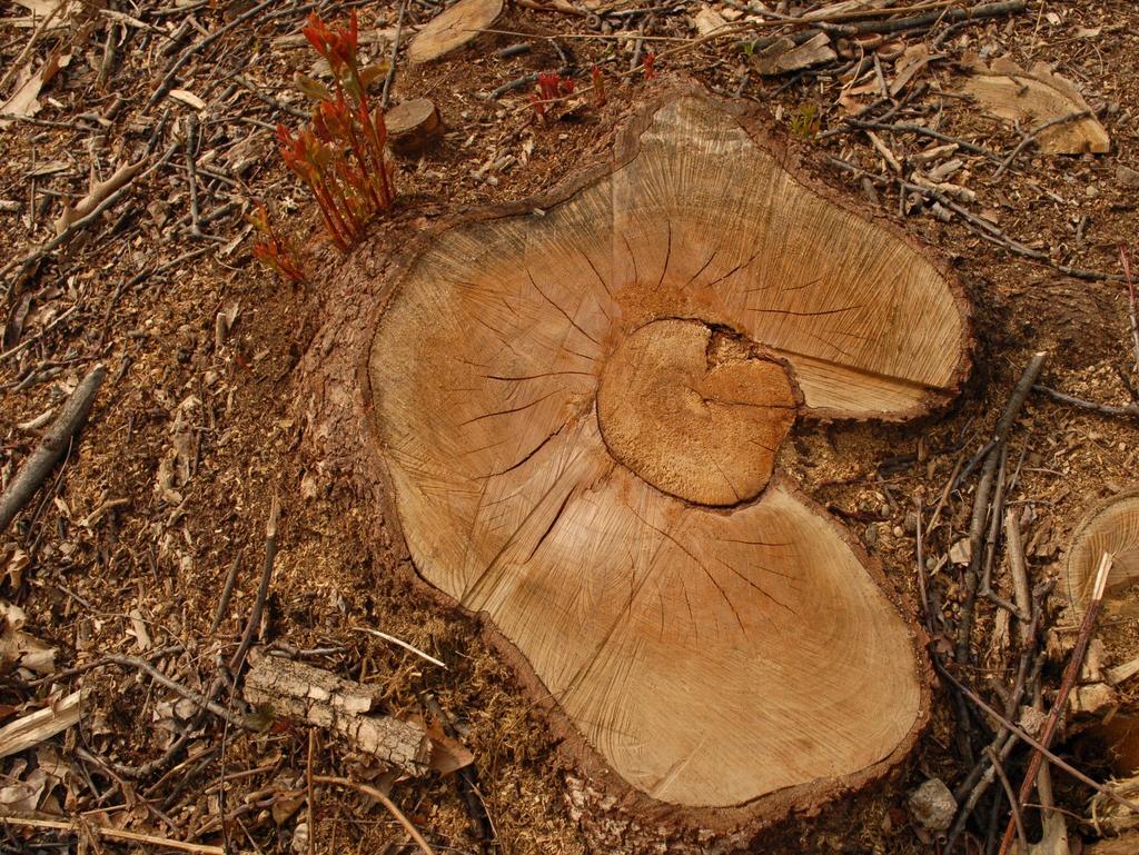 Situazione simile alla precedente, ma non pericolosa: un piccolo Prunus serotina (freccia) è stato tagliato in passato e un pollone gli è