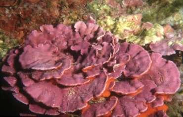 Da un punto di vista puramente morfologico queste alghe calcificate vengono suddivise