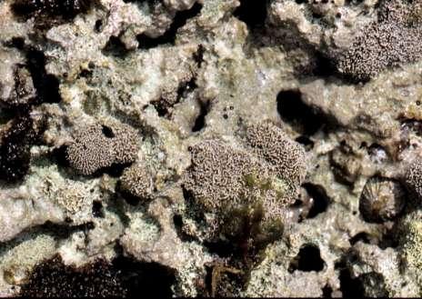 Trottoir a Lithophyllum byssoides Tra le Corallinales la specie dominante a livello del piano mesolitorale inferiore è sicuramente Lithophyllum byssoides.