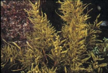 Sargassum