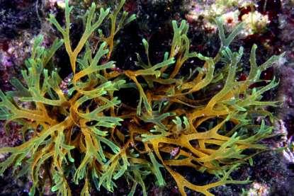 Sargassum, sono largamente rappresentate