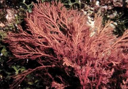 Alghe rosse