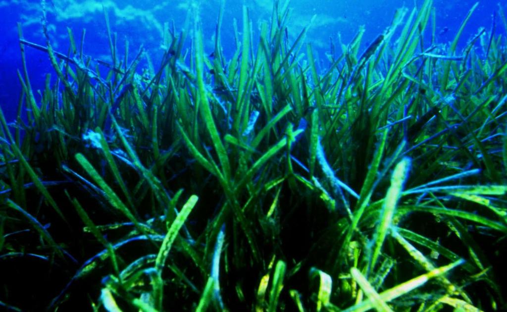 Posidonia