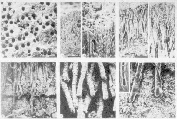 ipotesi più accreditata è quella di una